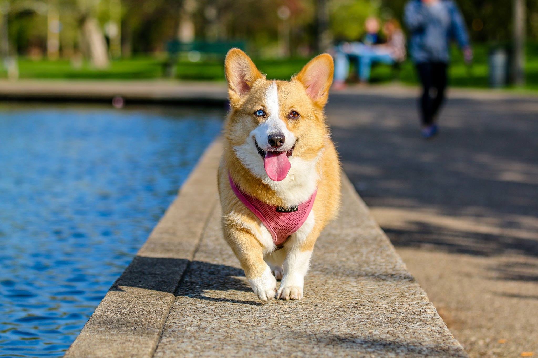 Hospital tour corgi