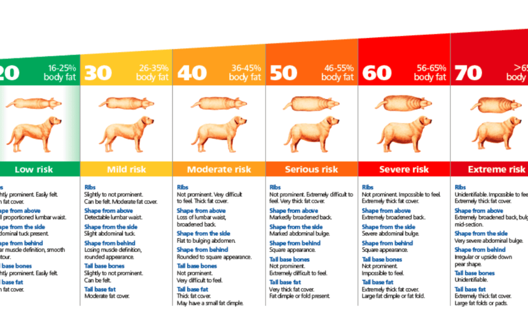 Healthy Weight in Pets