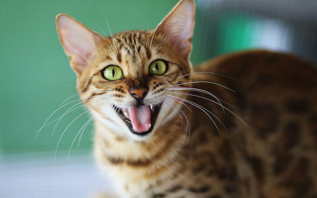 What is Tooth Resorption in Cats?